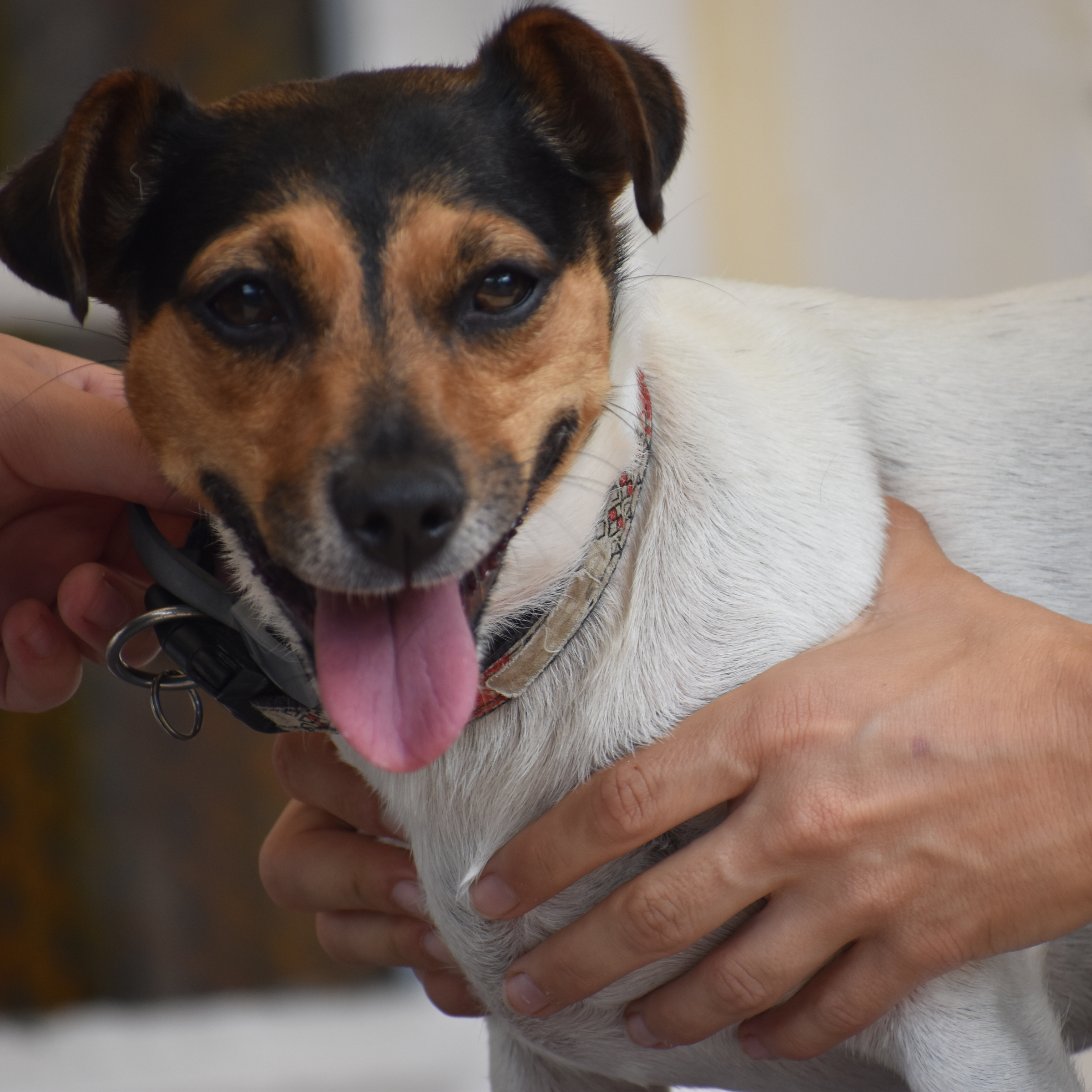 Consultation d'ostéopathie Canine au cabinet de GRANVILLE