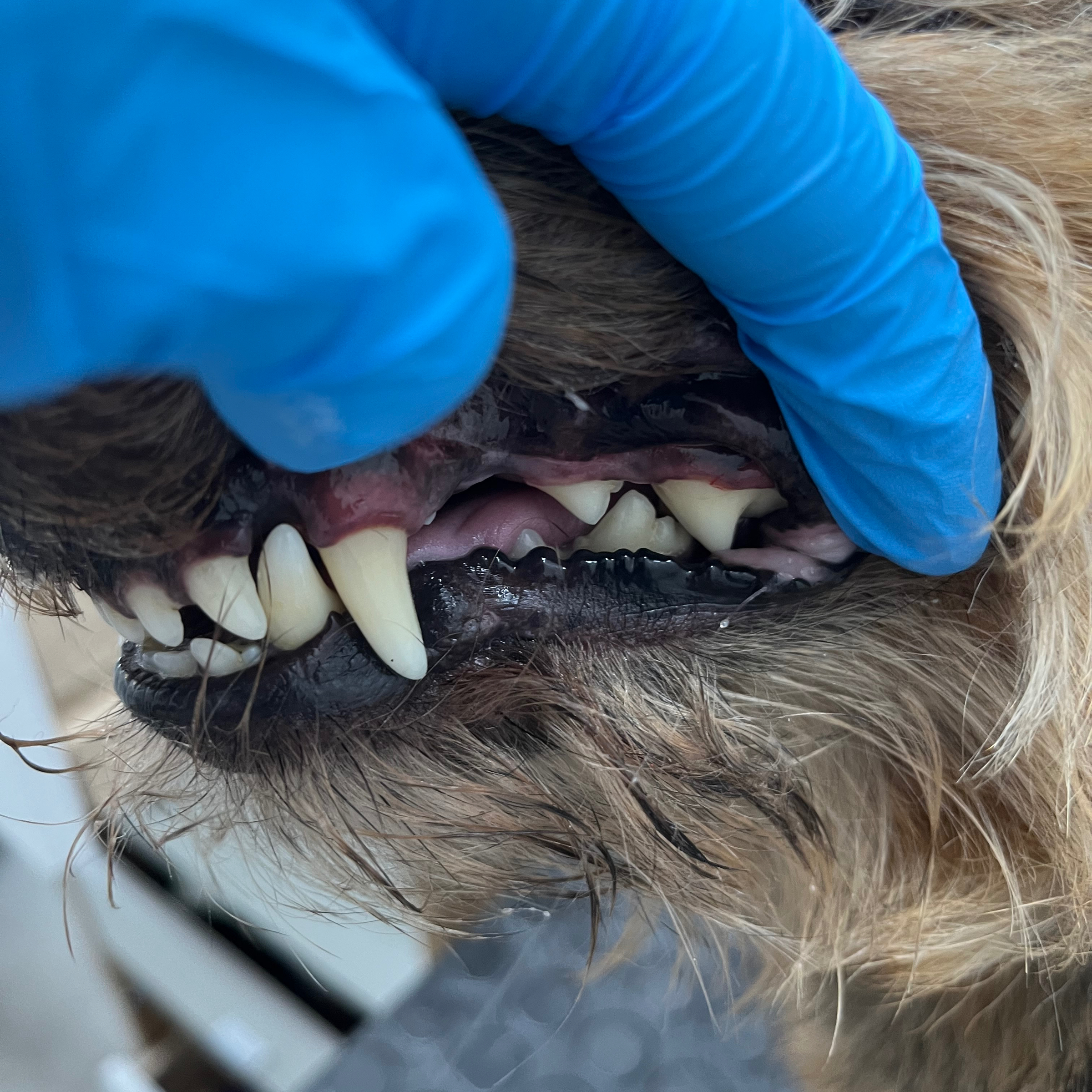 Dentální hygiena - první návštěva / Zahnpflege – Erster Besuch /