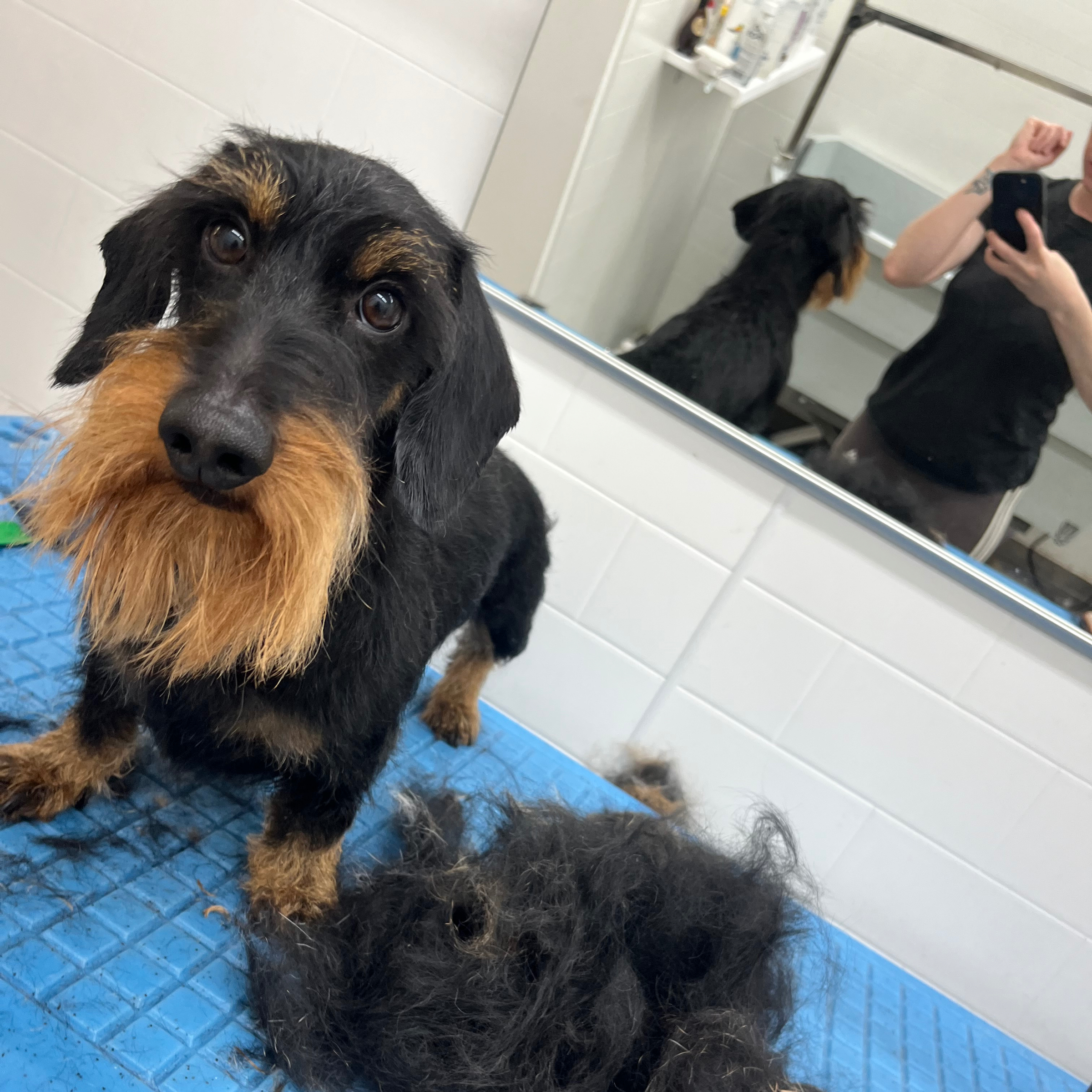 Trimování S/ Trimmen S - cena od 1090,-/ab 45€