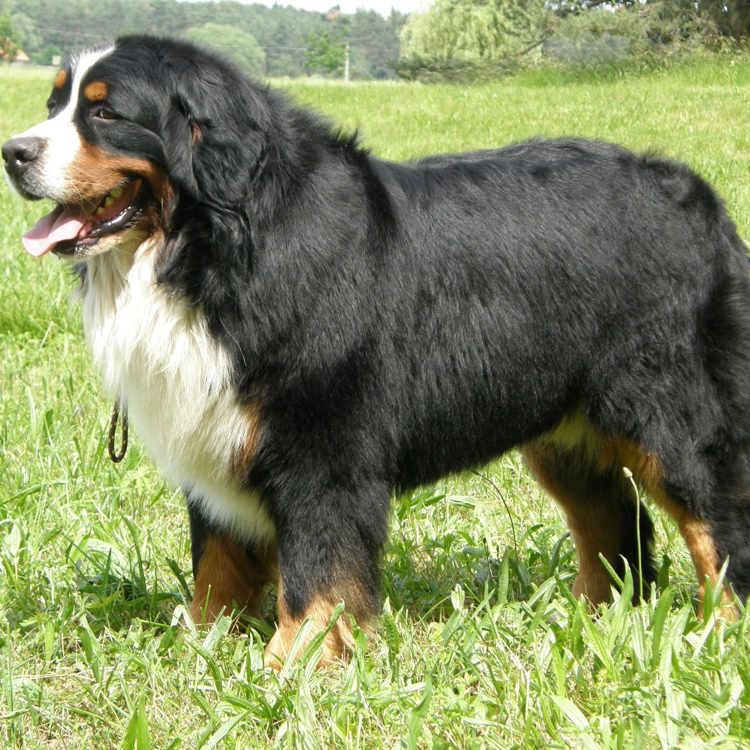 Giant