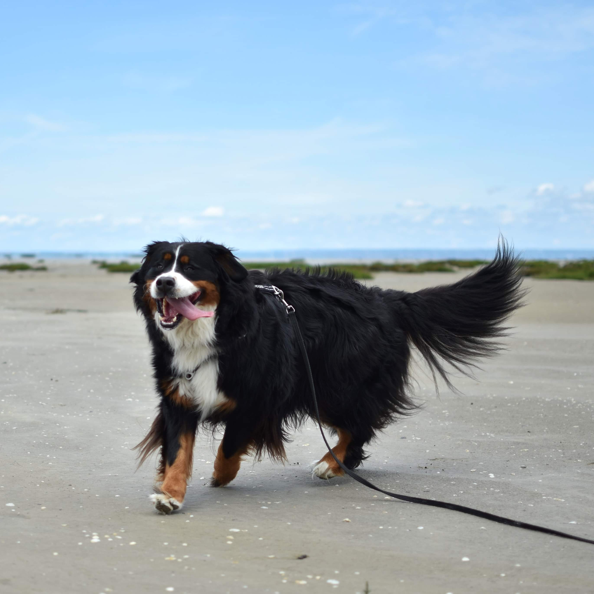 Consultation canine au cabinet de Saint-Jouan-Des-Guérets