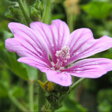 Consultation en Florithérapie