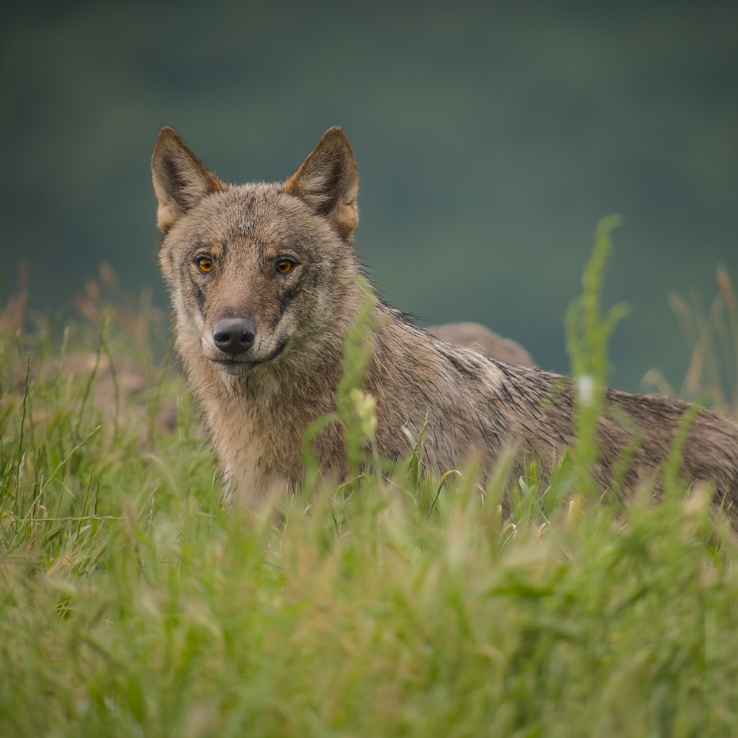 Šumava Wildlife expedice / 15. - 19.října 2025