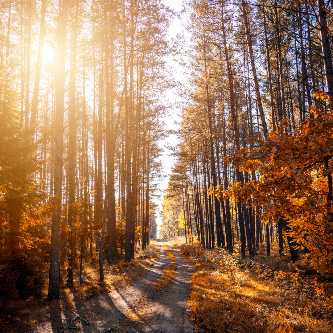 Séance de Médiumnité - Contact Défunt (Présentiel ou Visio)