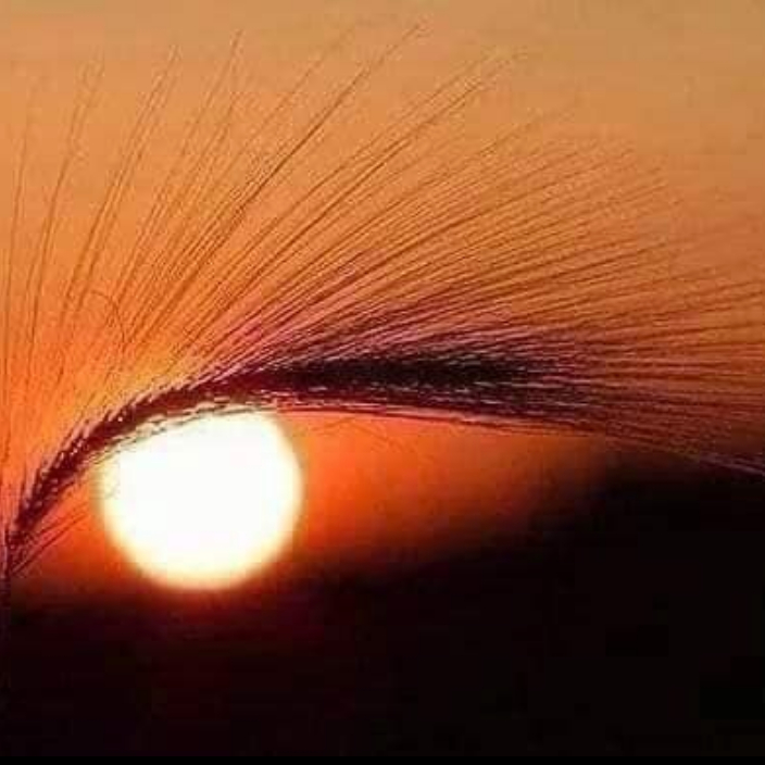 Consultation bilan iridologie complet