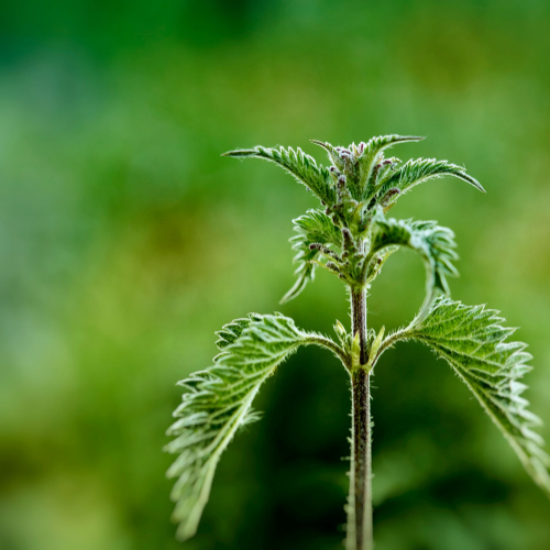 Accompagnement en Naturopathie (suivi après bilan)