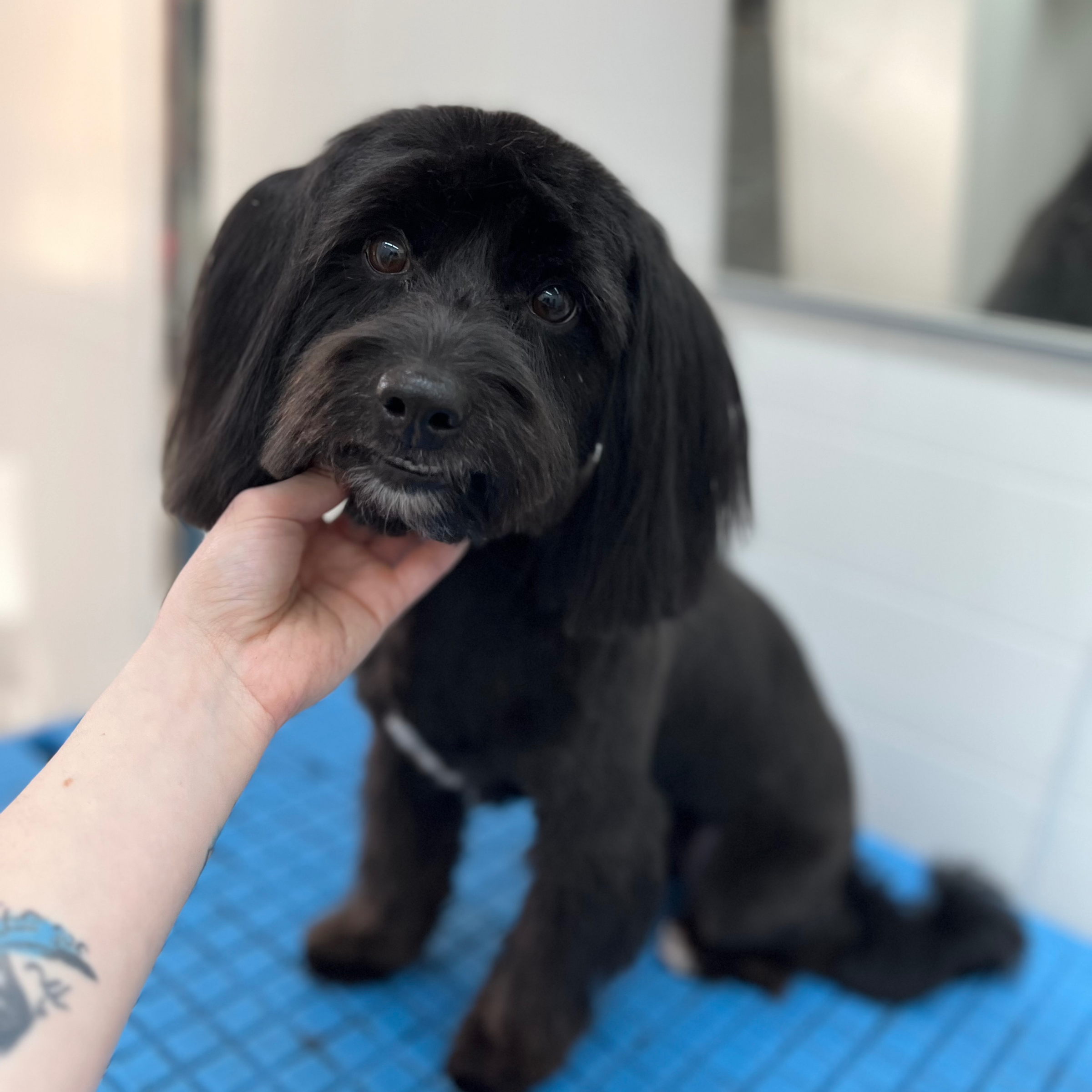 Střih M/Schnitt M - cena od 1390,-/ab 55€