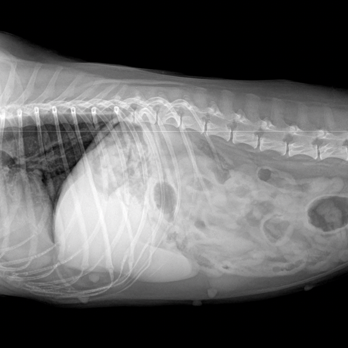 Ortopedie a neurologie - psi, drobní savci, ptáci