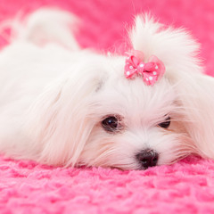 Mixed Breed (small)