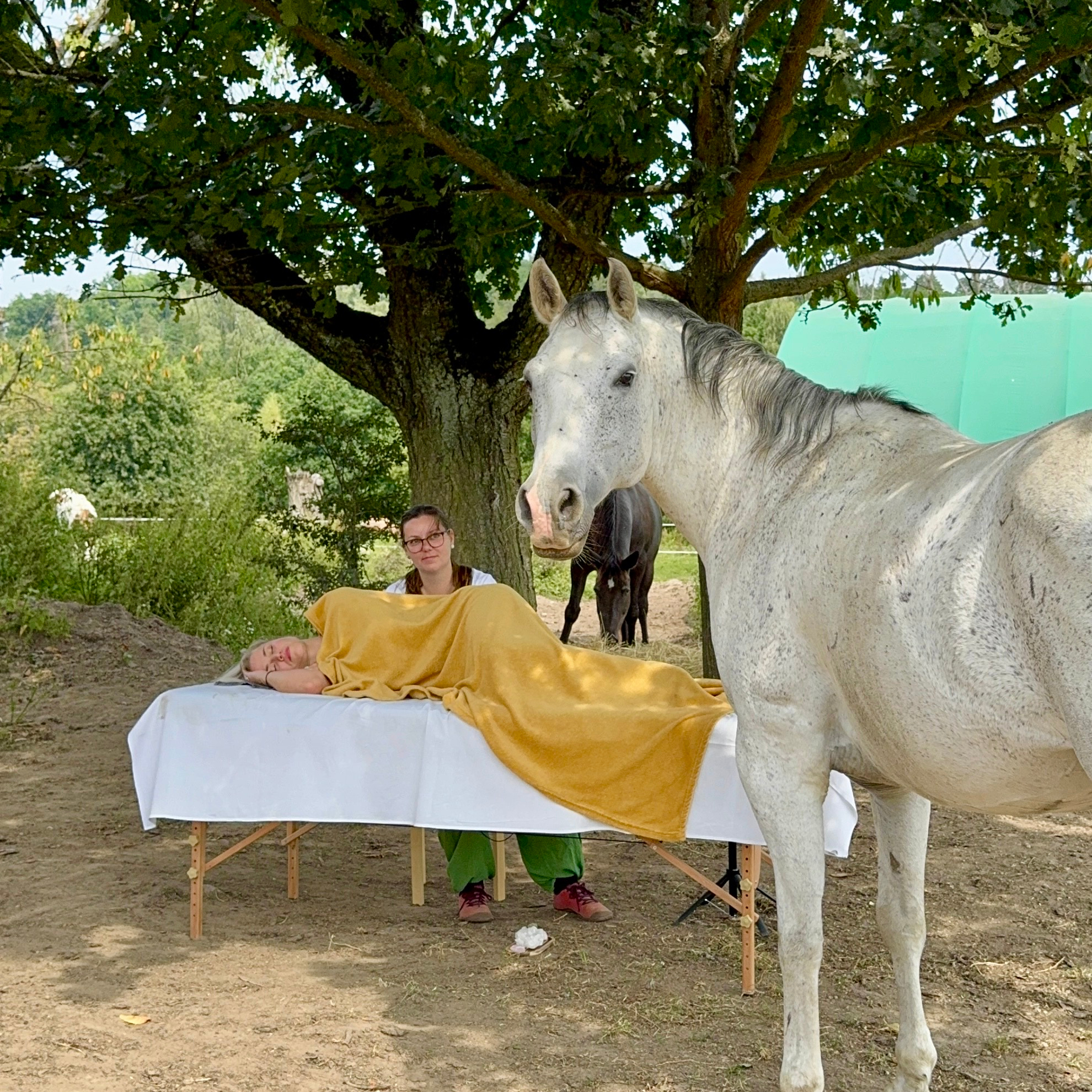 Kraniosakrální terapie s asistencí koní