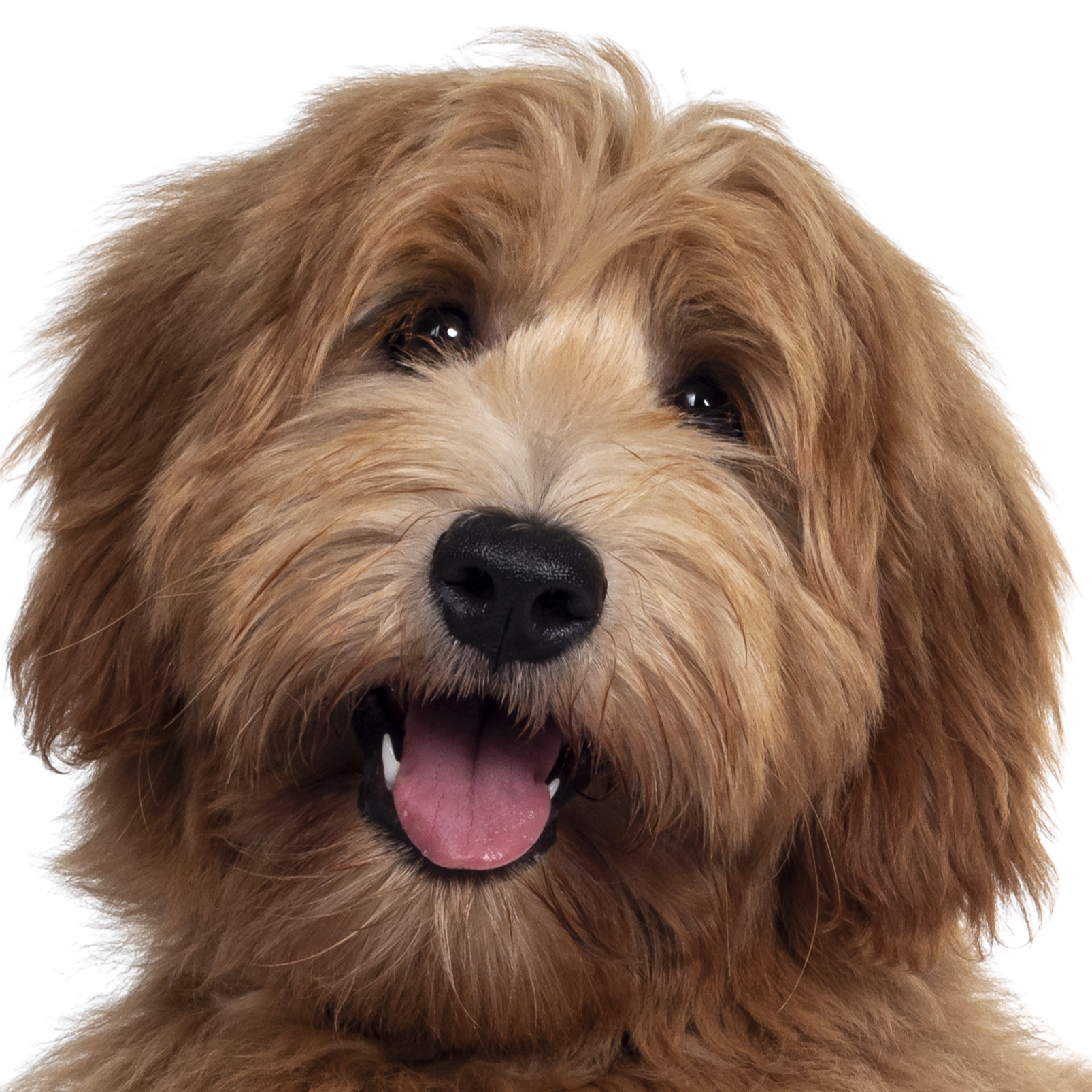 Stor hund 16-25 kg (pris per 1 time)