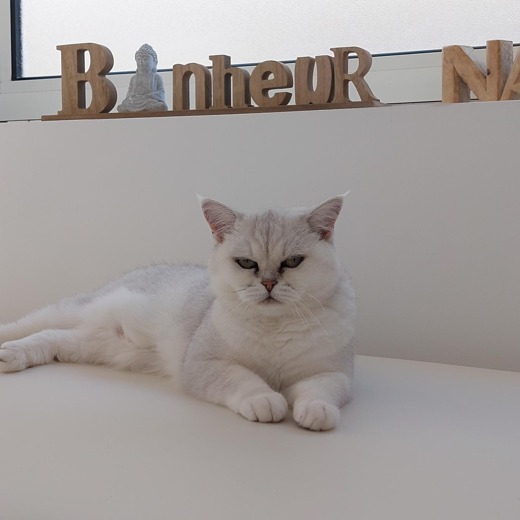 LaHochi & Magnétisme pour Animaux (à distance)