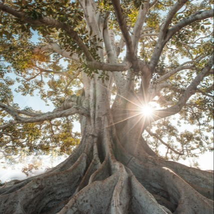 Individuele Opstelling / programma Integrative Body Reset