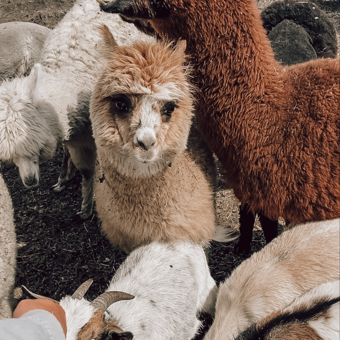 Procházka s alpakou - 1,5 hodiny - Hrubý Jeseník - VŠEDNÍ DEN