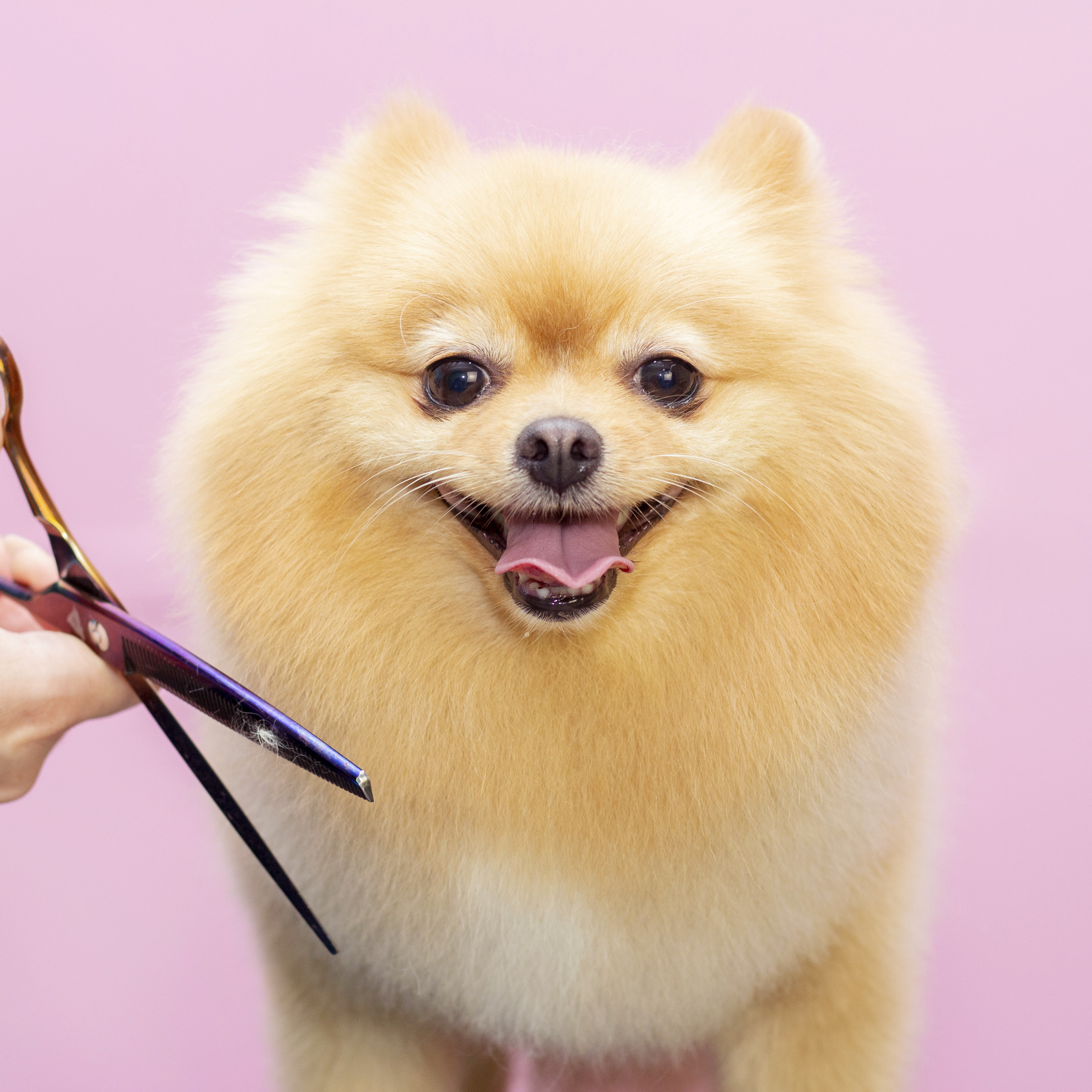 Små hunder 0-8 kg "Tykk pels" (pomeranian, small spitz etc.)