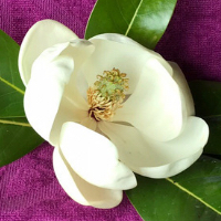 Lichaamsgerichte Therapie.