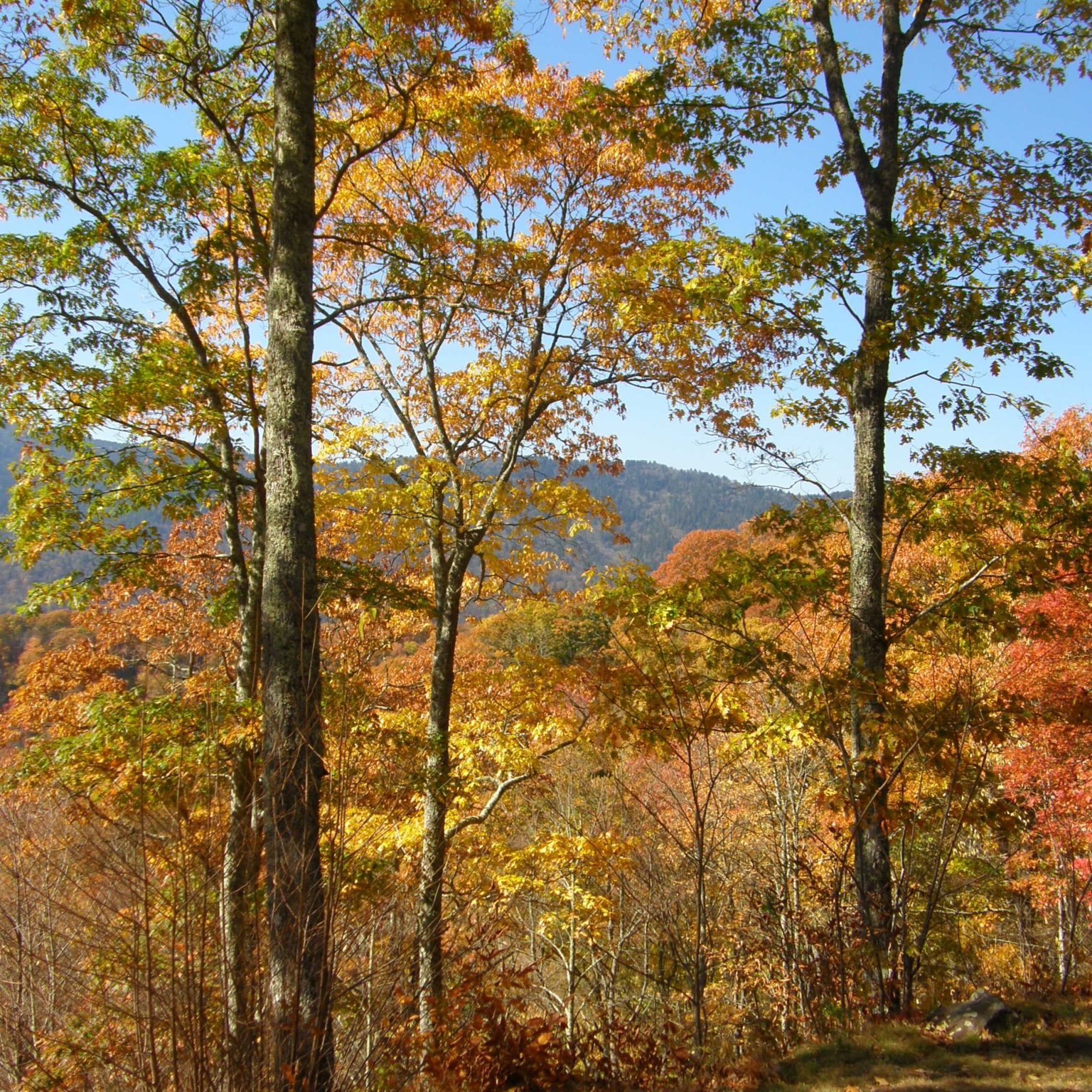 Shiatsu d'Automne – Mouvement du Métal