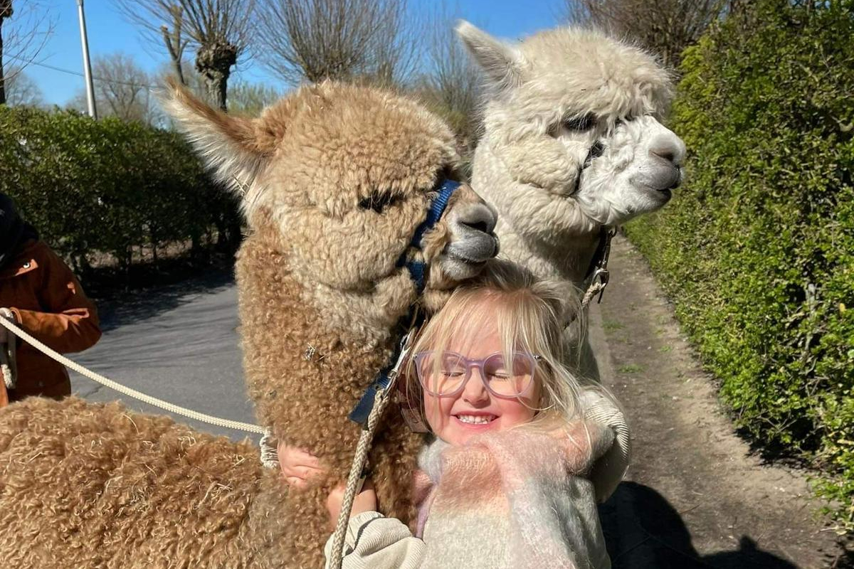 Alpaca Wandeling