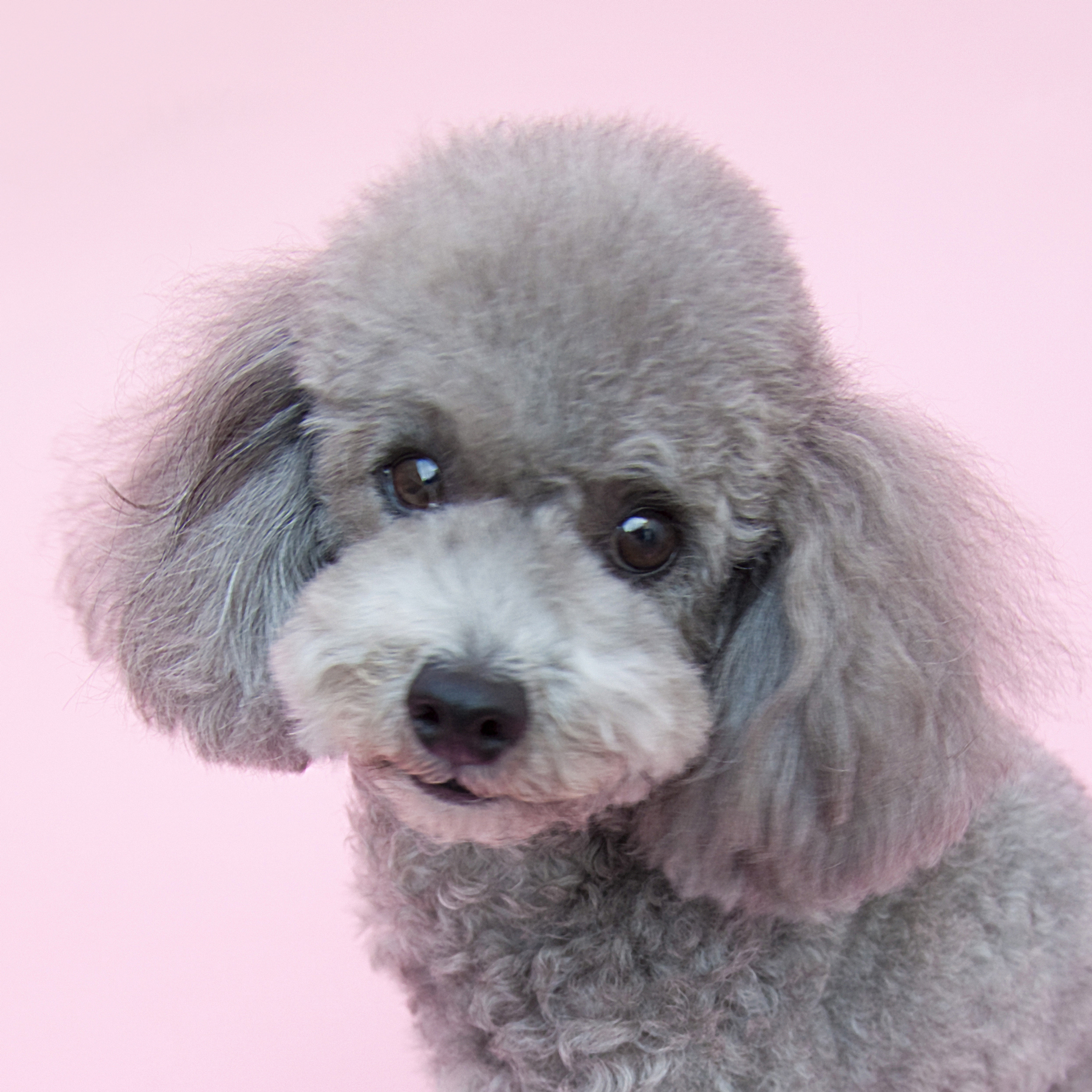 Små hunder 0- 8 kg (Malteser, Shih tzu, bischon havanise etc.)