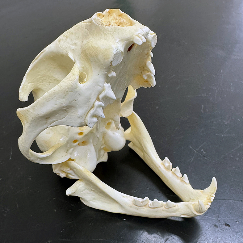 Stomatologie - vstupní vyšetření, kontrola - kočky