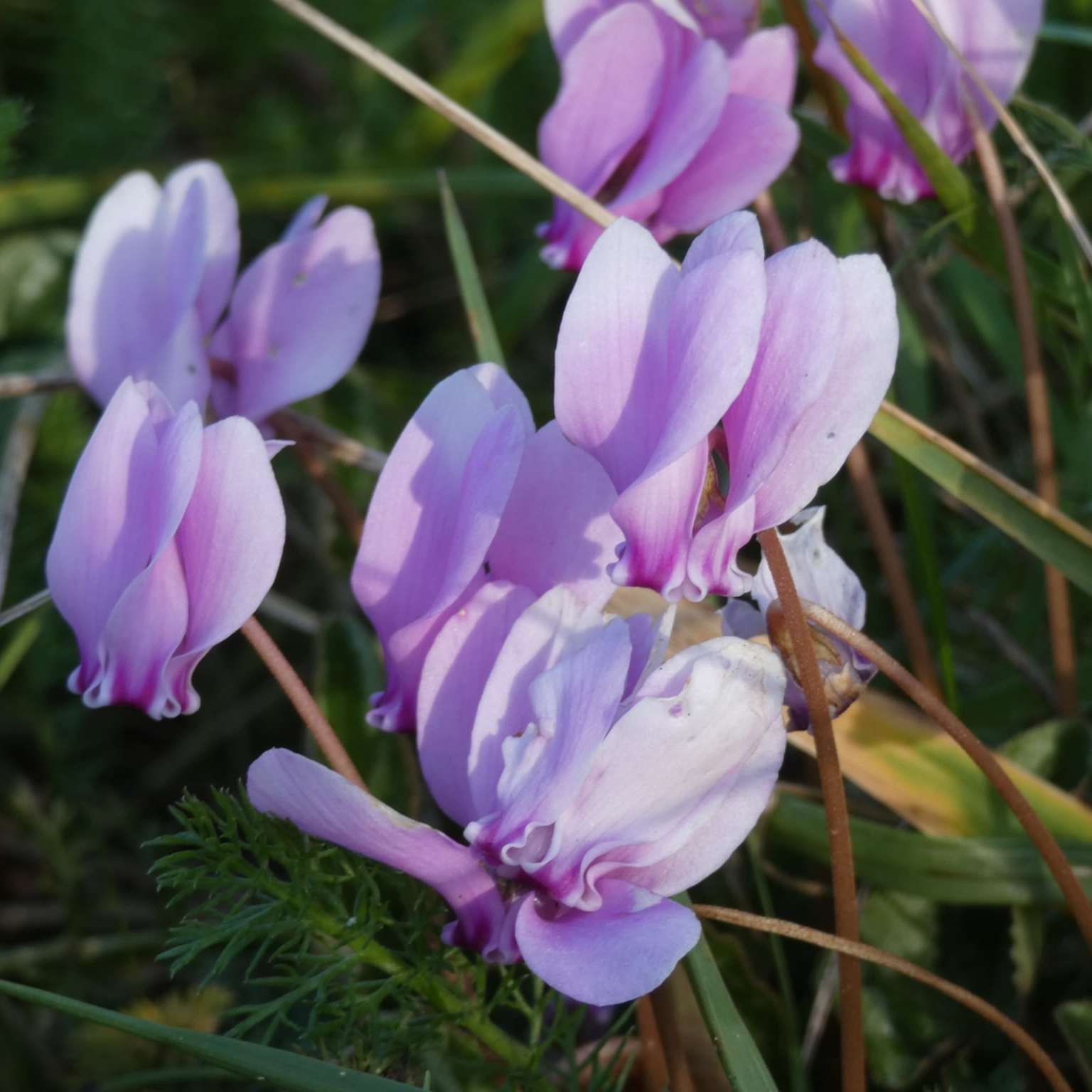 Séance de suivi en naturopathie