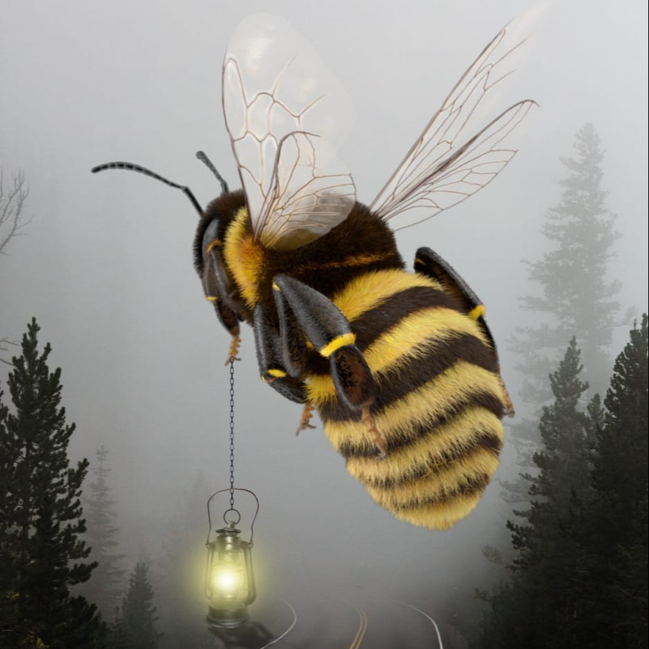 Sesión BEE GRATUITA
