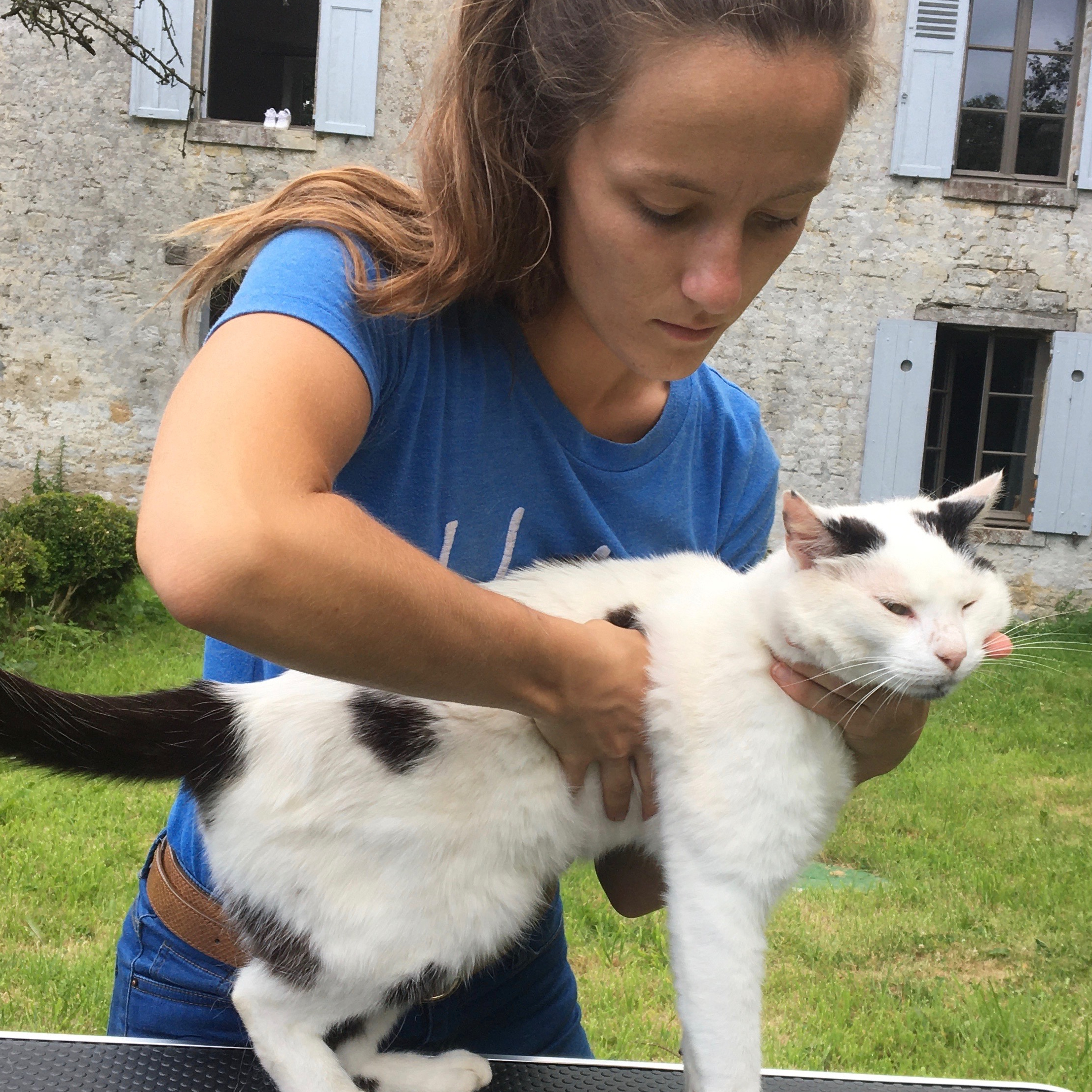 Consultation d'ostéopathie Féline au cabinet de GRANVILLE