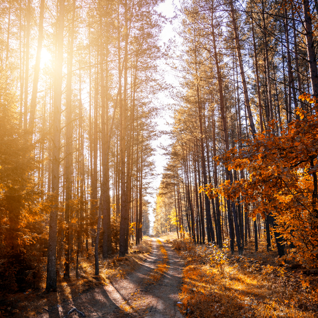 Séance Médiumnité: Guidance&Éclairage de Vie(présentiel ou Visio