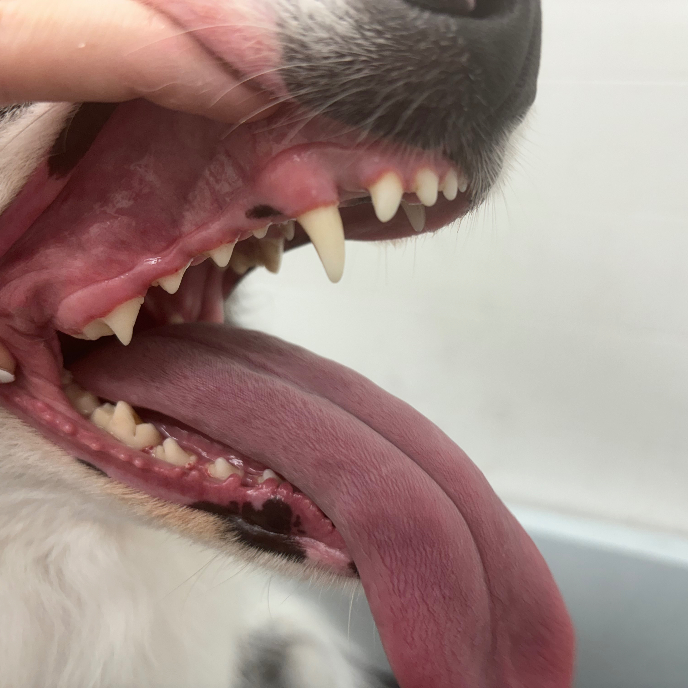 Dentální hygiena - první návštěva - cena od 1490,-