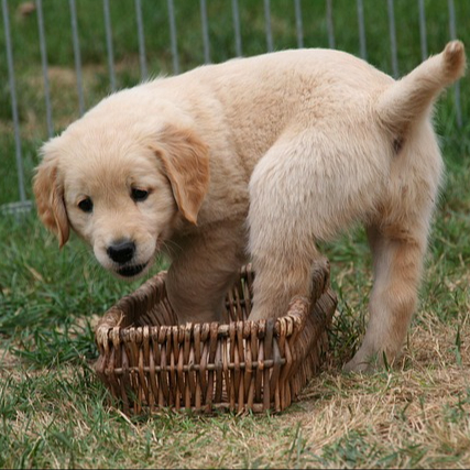 Puppy Grooming Experience