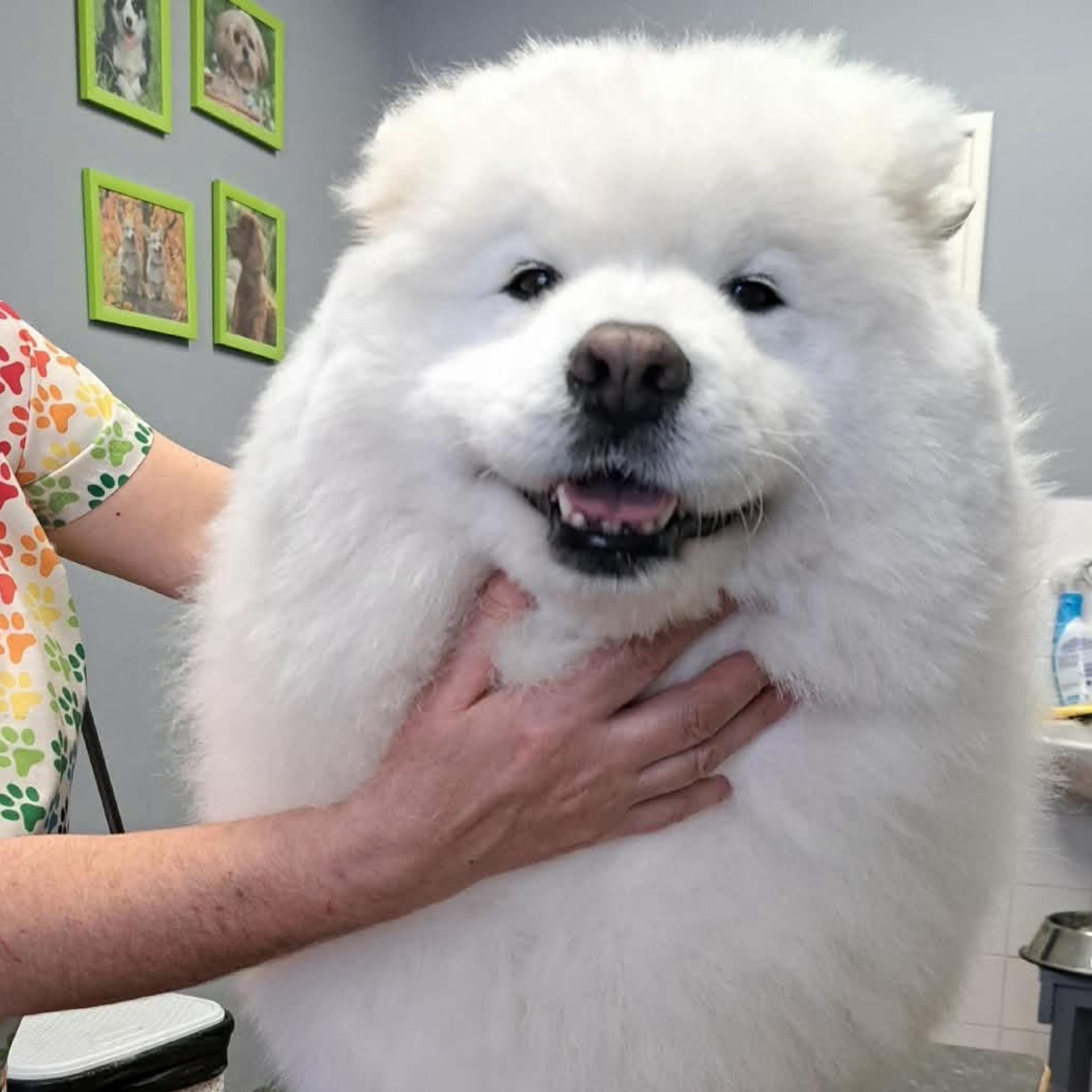 (Husky, Samoyed, Akita) Fésülés