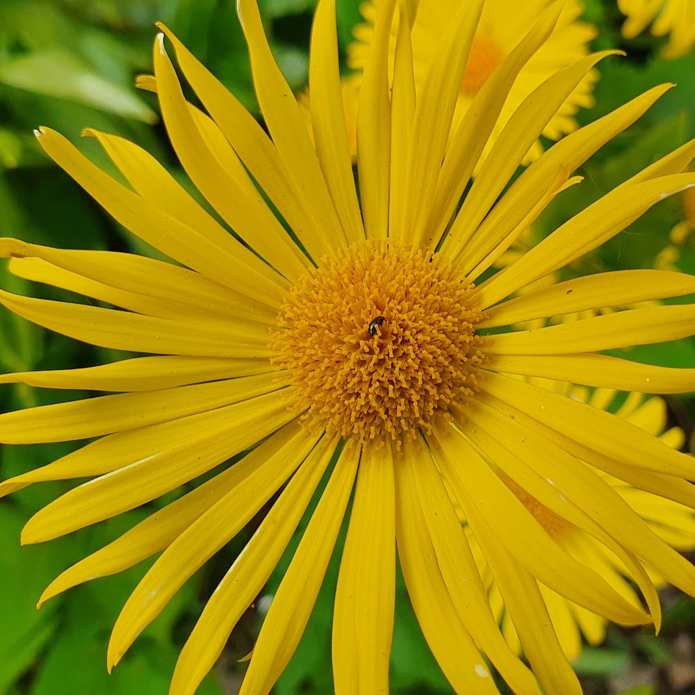 Masáž plosek nohou (a zad) 60 min.