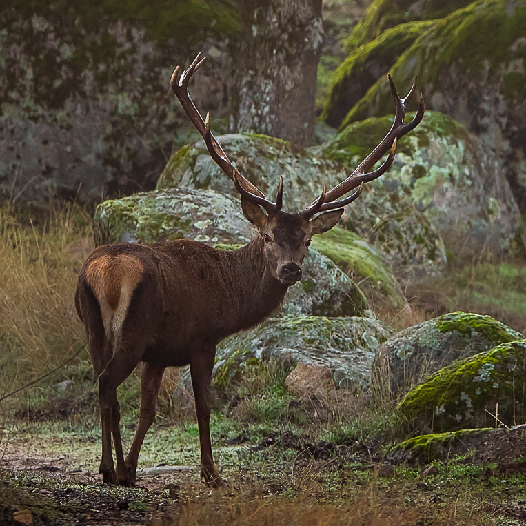 Šumava Wildlife expedice / 17.-21.září / JELENÍ ŘÍJE / pro dva