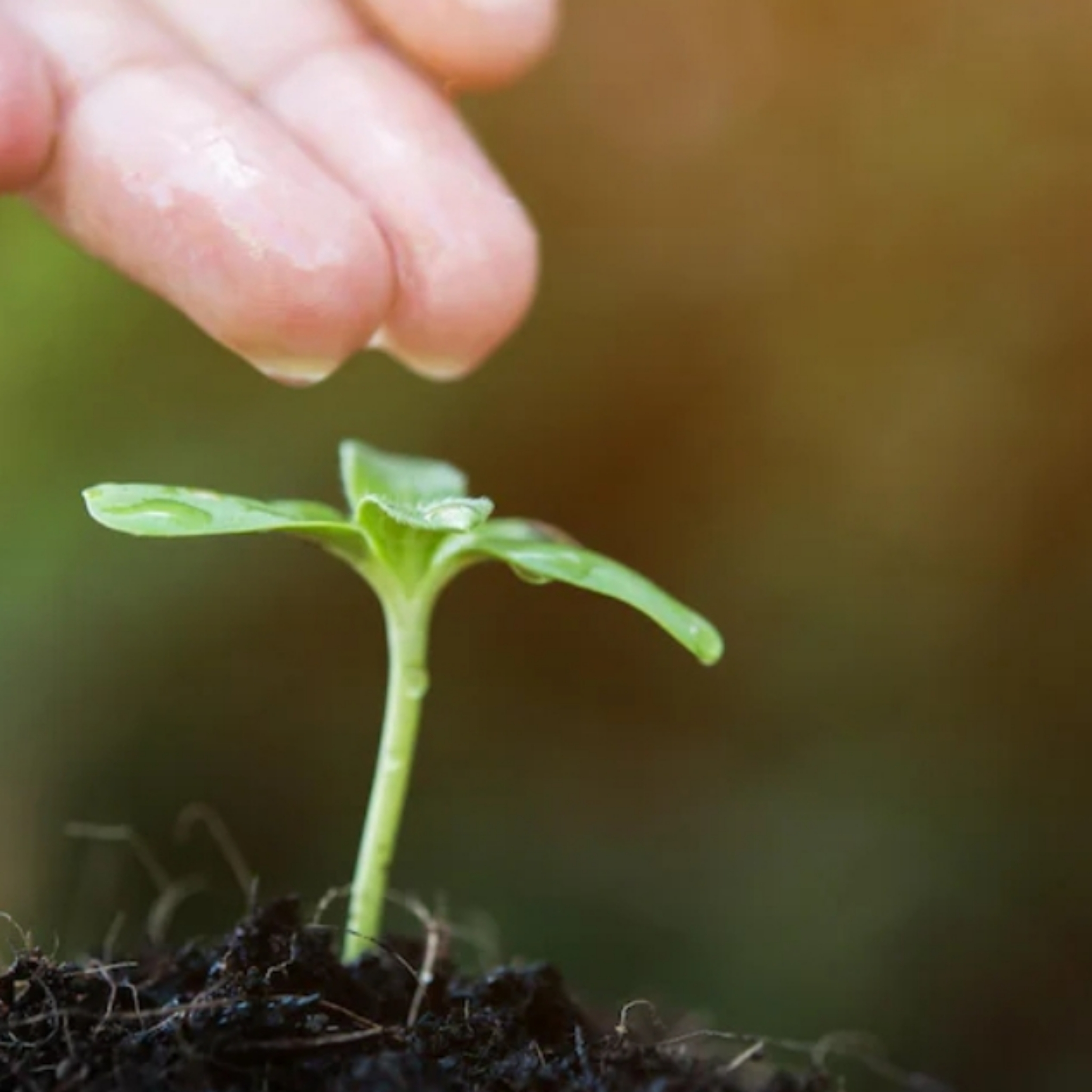 1ère consultation en naturopathie au cabinet