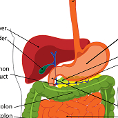Addome Superiore + Anse Intestinali