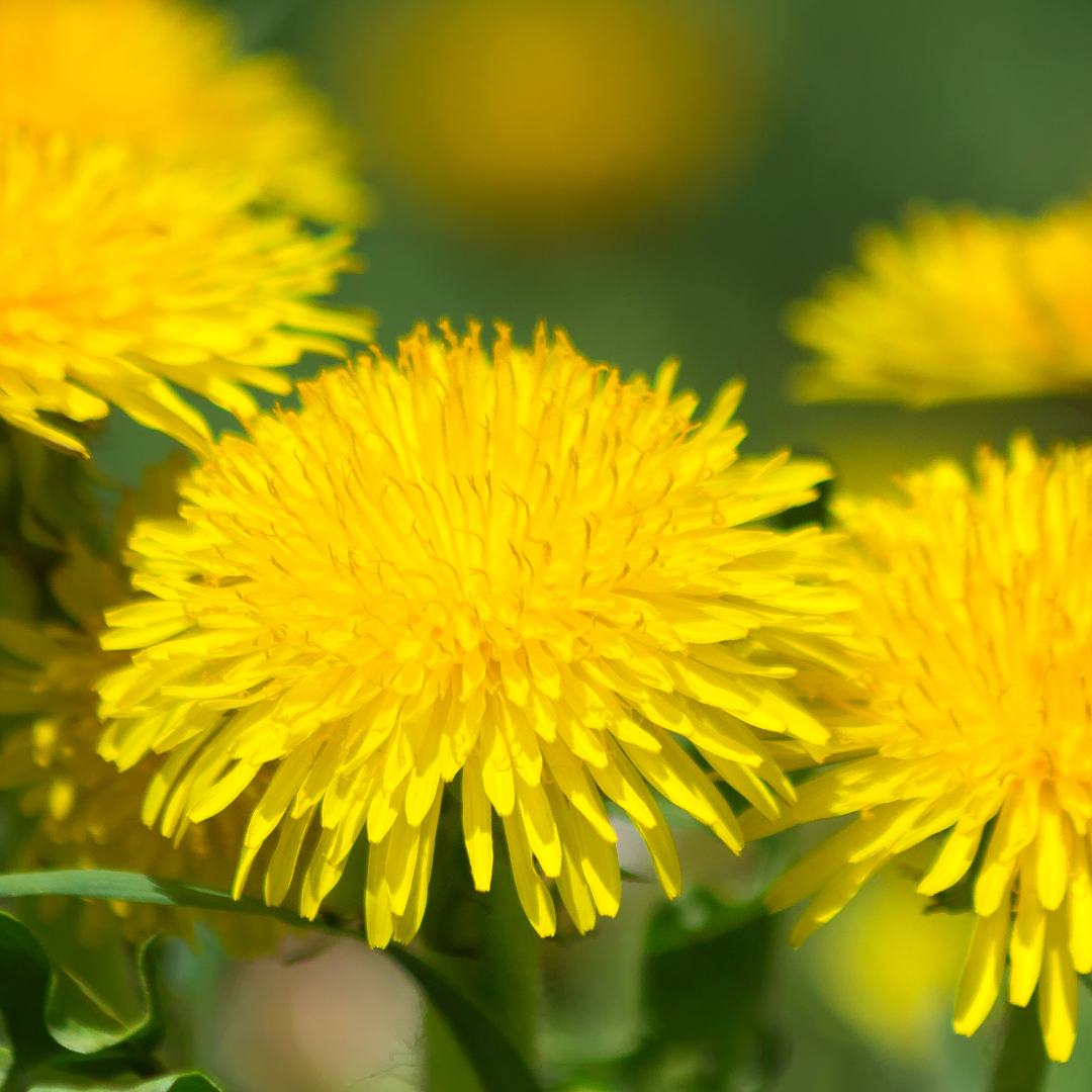Bilan Ayurvédique - En distanciel via Zoom