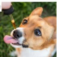 TERAPIA FLORAL PARA MASCOTAS