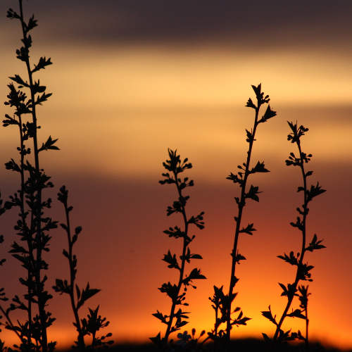 Rodinná terapie cílená na problematiku dětí a dospívajících