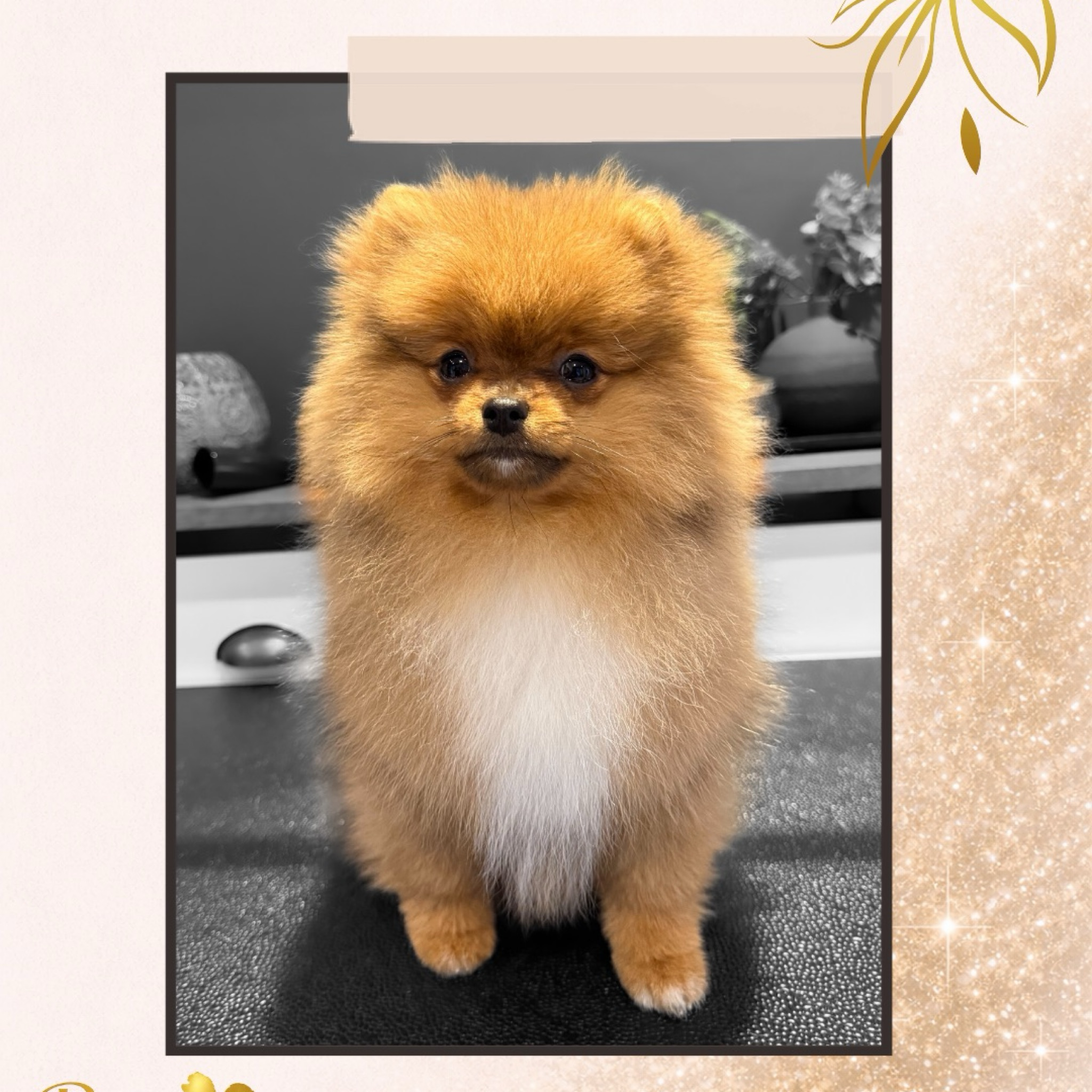 Puppy Trim - maart & april