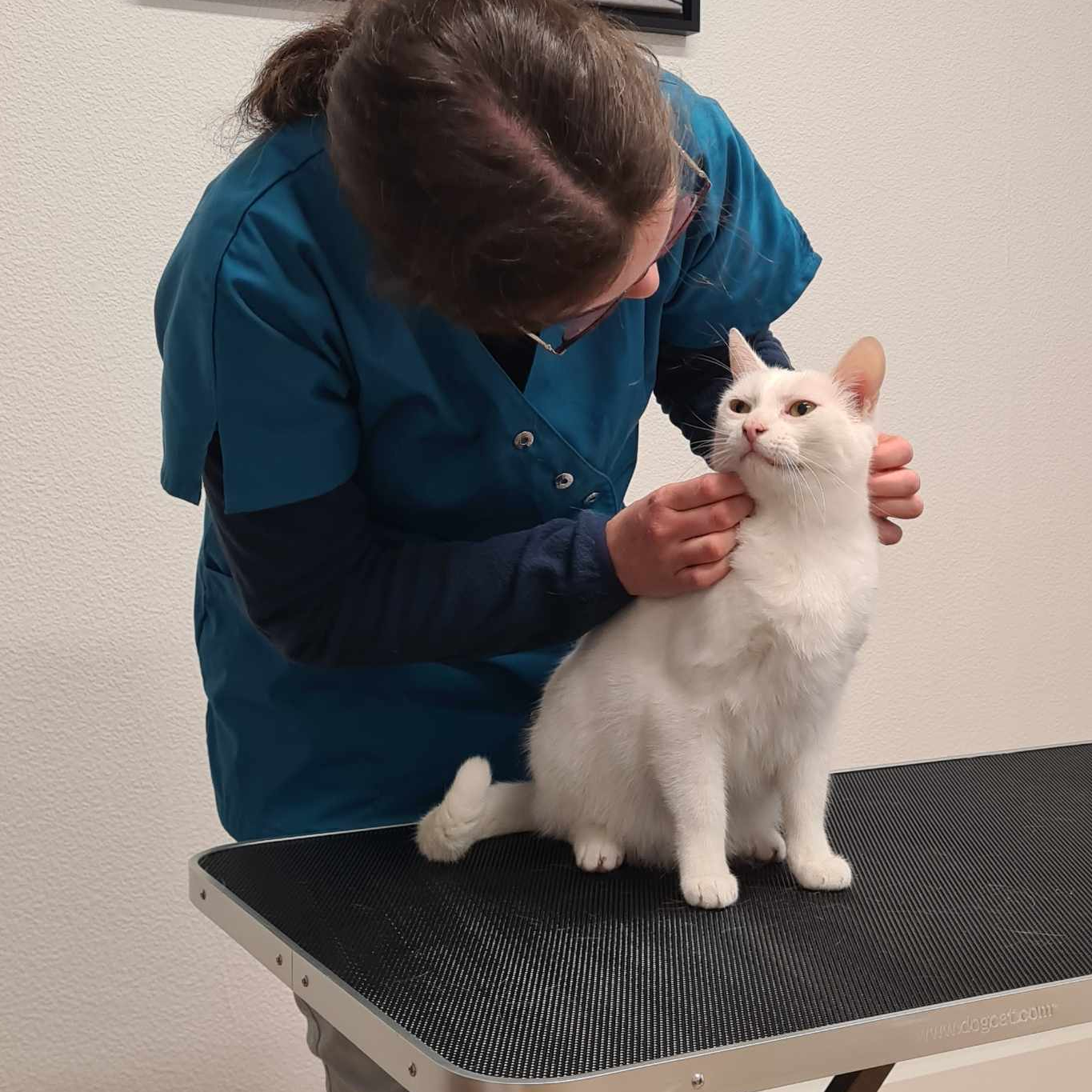 Consultation féline au cabinet de Saint-Jouan-Des-Guérets