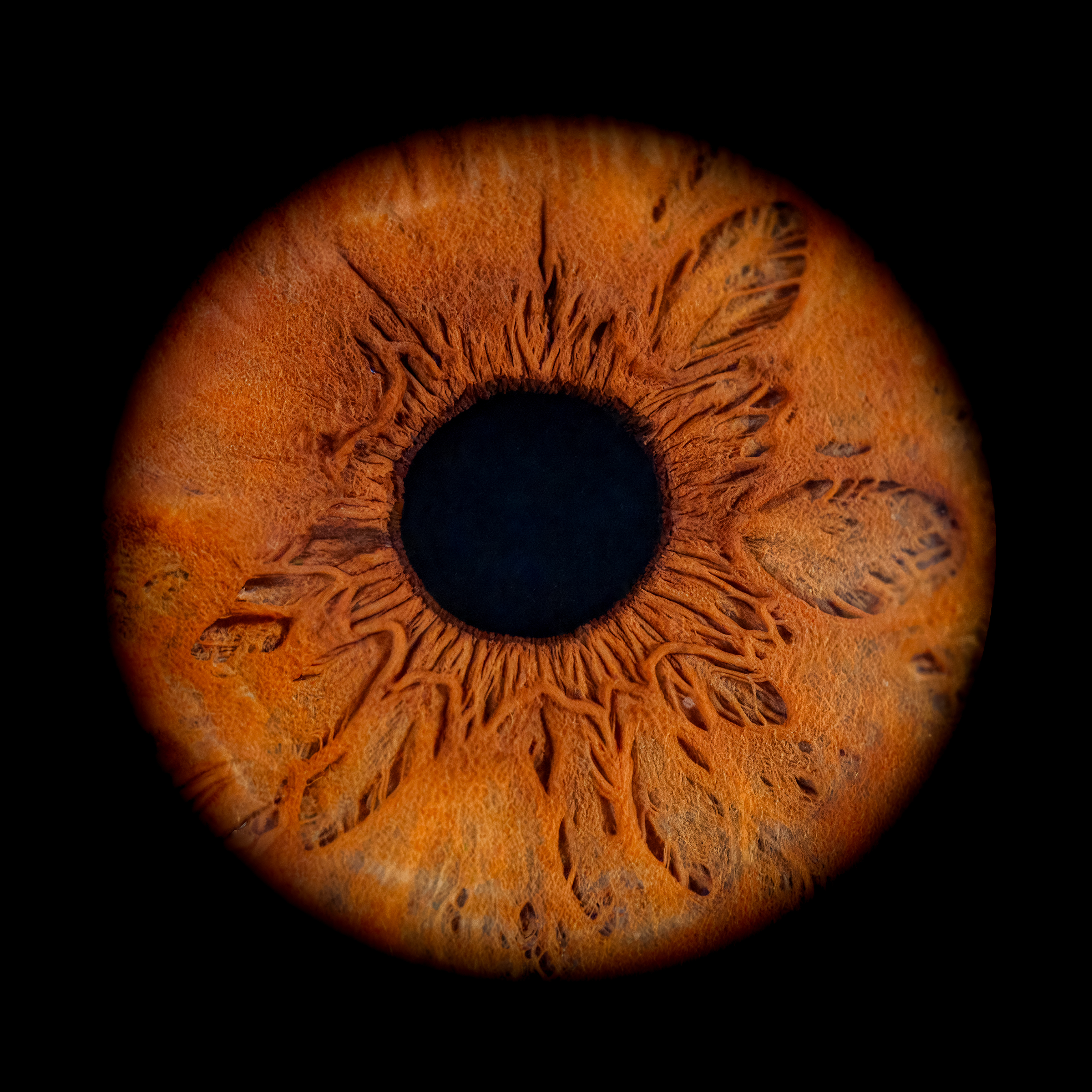 Votre IRIS en photo