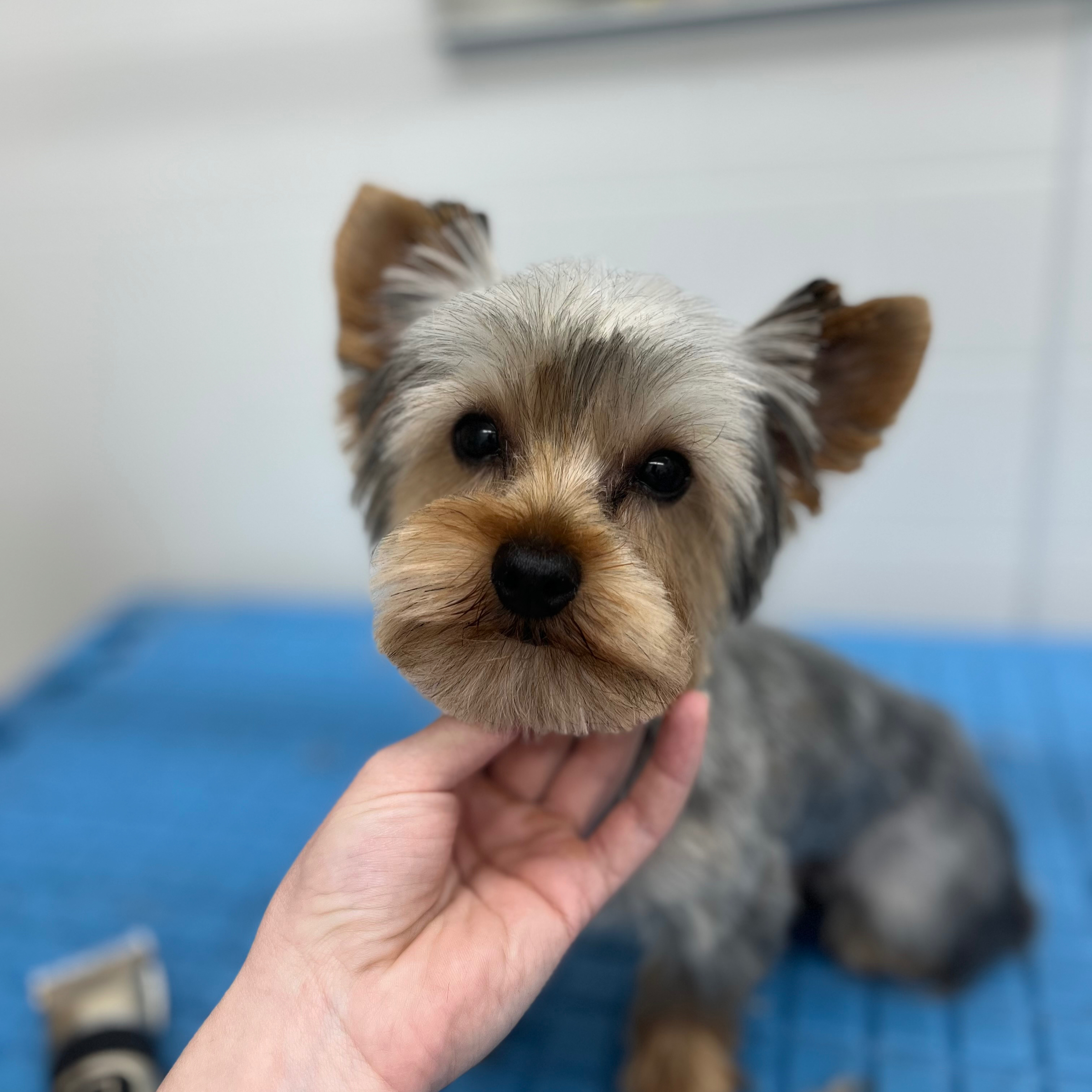 Střih S/Schnitt S - cena od 1050,-/ab 43€