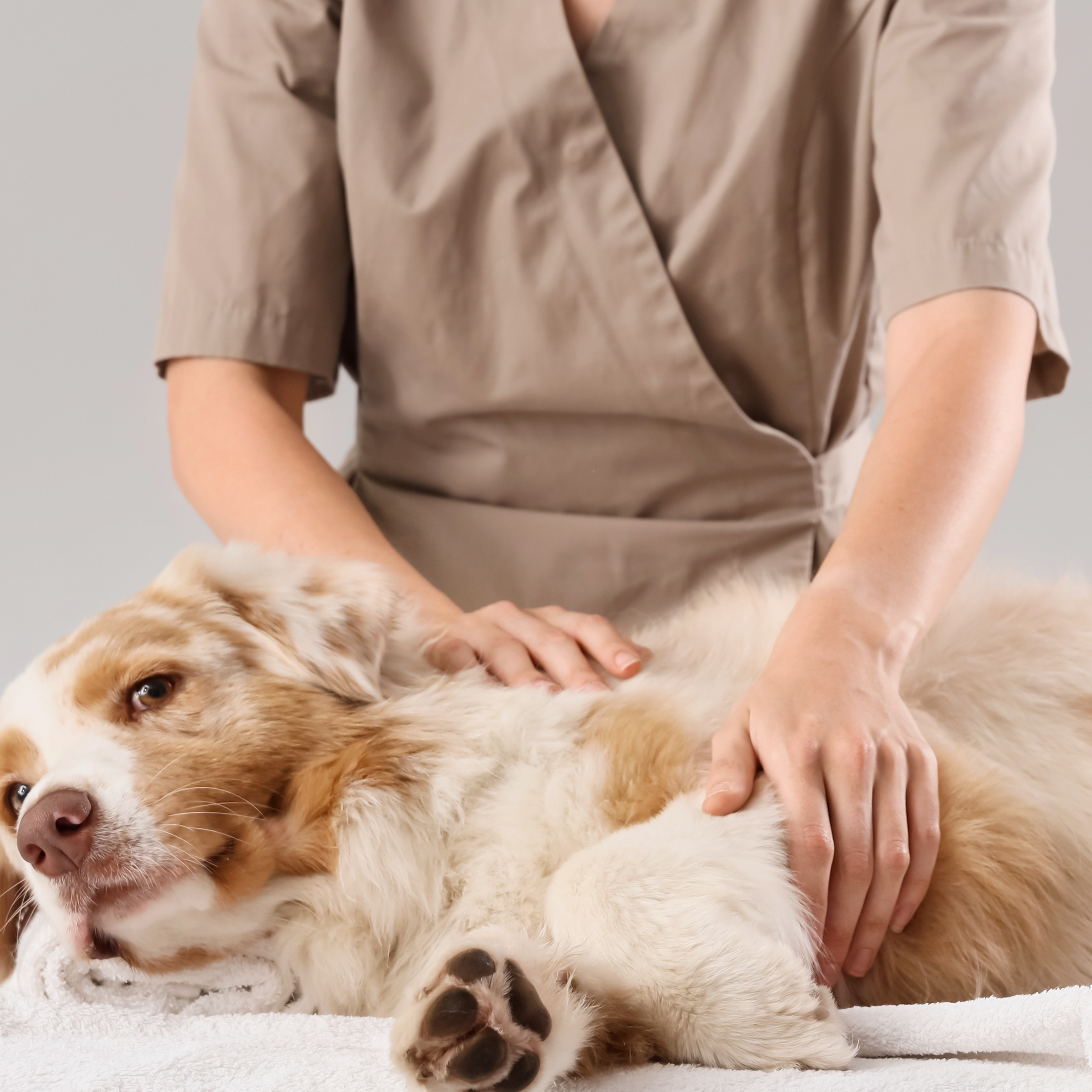 Dornova metoda pro psy