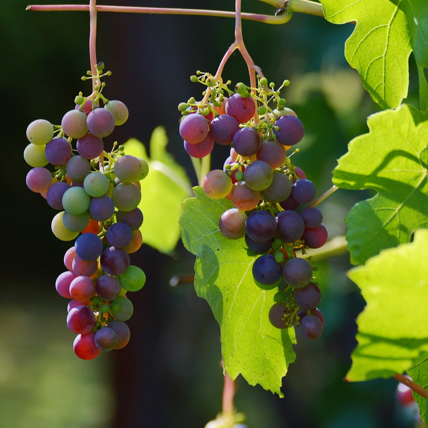 Assurance Aléas Climatiques Vignes