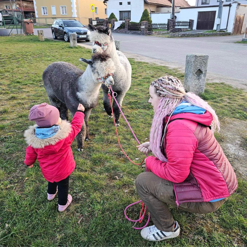 Procházka s Alpakami, VÍKEND max. 5 osob, 1hod