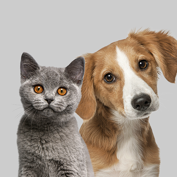 Garde animaux de compagnie 9€/h