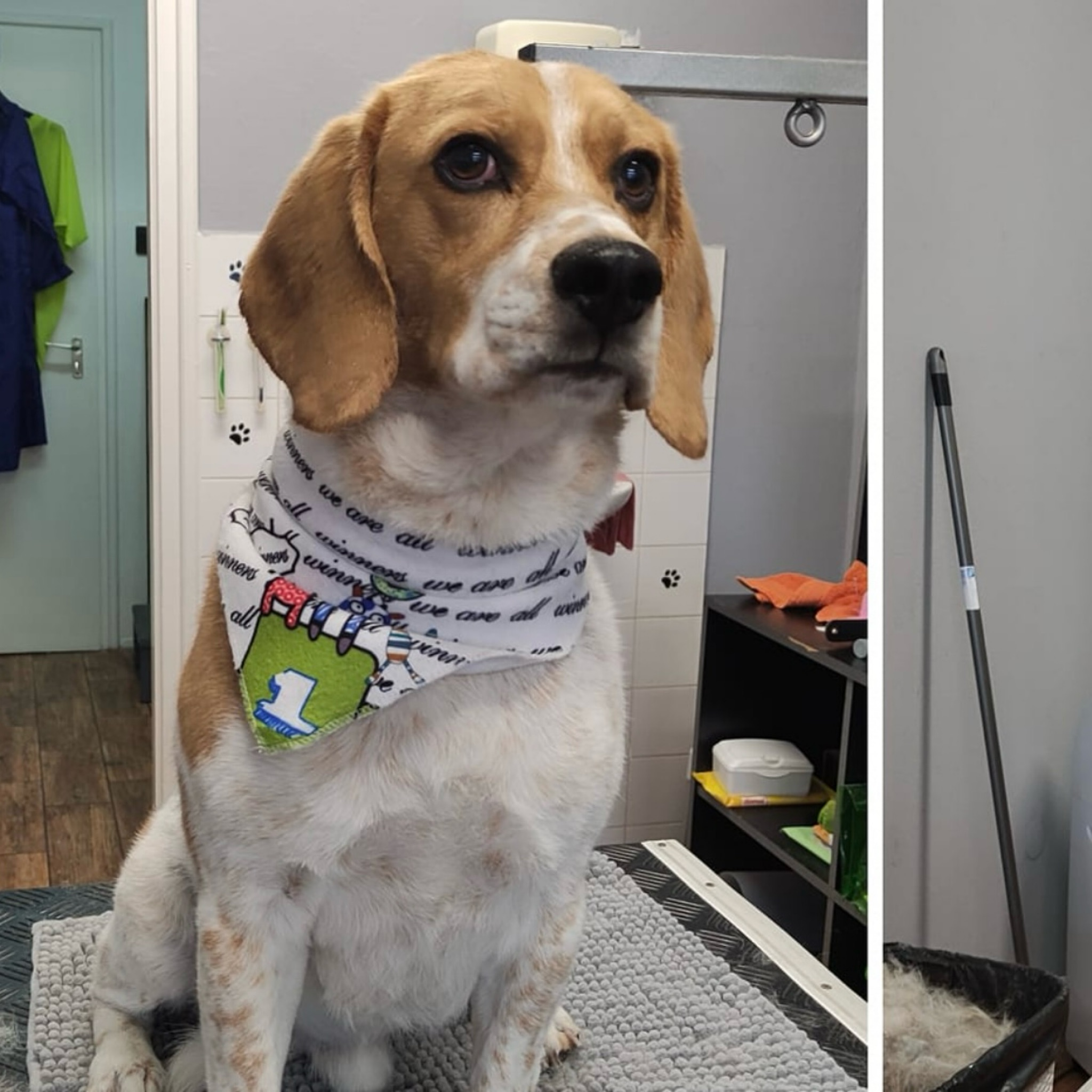 (Beagle) Rövid szőrű közepes méretű általános ápolás