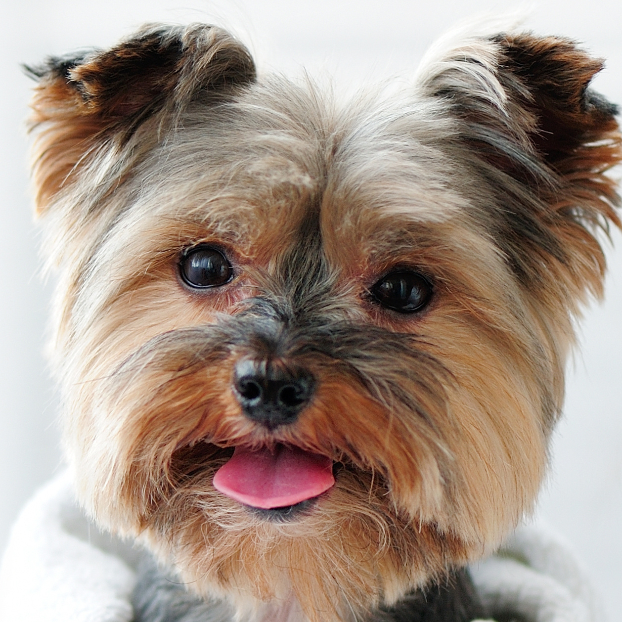 Liten hund 0-3 kg ( BARE york og chihuahua)