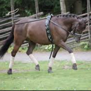 Lektion från marken(ej ridning) 1 person+20min stallsysslor