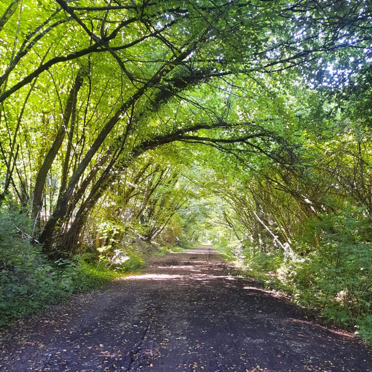 Séance "walk and talk", parler et marcher dans la nature